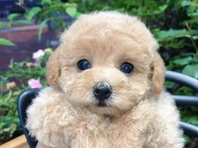 比特犬多少钱一只 伊春上门挑选 健康保障