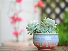 云浮创意花卉绿植文化墙绘