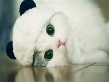 甘孜布偶猫出售 甘孜宠物猫服务 活泼俏皮盼您来