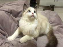 甘孜布偶猫出售 甘孜宠物猫服务 迷人布偶找新家