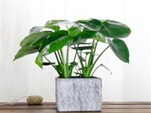 九江花卉绿植装饰装修