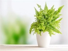 云浮清新花卉绿植空气净化