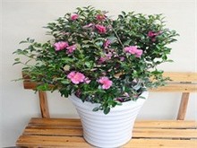 九江花卉绿植增添活力