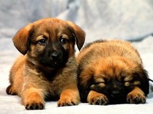 伊春本地犬舍 出售比特犬 幼犬出售 高品种狗狗 可视频看宠