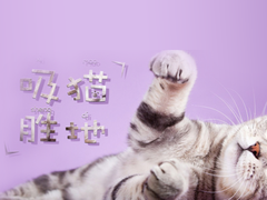 咸宁英国短毛猫